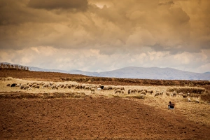 Farmer Prints: Farmer and her sheep, Sacred Valley, Cusco, Peru, South America