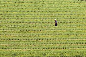 Farmer Prints: Farmer spraying rice crops for harvest at the Dragons Backbone rice terraces
