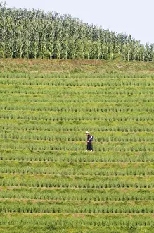 Farmer spraying rice crops for harvest at the Dragons Backbone rice terraces