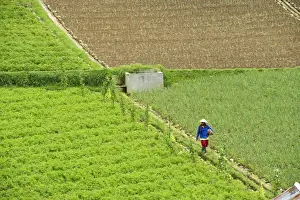 Farmer Prints: Farmer surveying his smallholding walking along irrigation ridge in the fertile hills of central Java