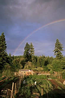 Farmer Prints: Farmer tending organic vegetable garden