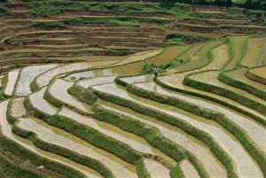 Guangxi Prints: Farmer in terraced rice paddies at Longsheng in north east Guangxi, China, Asia