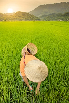 Green Colour Prints: Farmer wearing a conical hat in rice fields, Mai Chau, Hoa Binh, Vietnam, Indochina