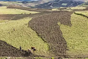 Farmer Prints: Farmer working his field, Simien Mountains National Park