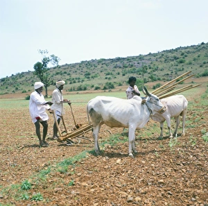 Bullock Prints: Farmers and buffalo