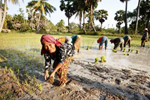 Planting Prints: Farmers planting rice, Siem Reap, Cambodia, Indochina, Southeast Asia, Asia