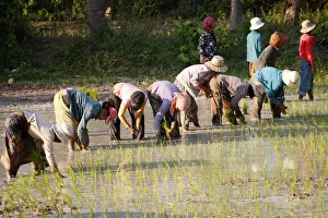 Farmers planting rice, Siem Reap, Cambodia, Indochina, Southeast Asia, Asia