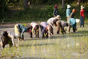Images Dated 24th February 2010: Farmers planting rice, Siem Reap, Cambodia, Indochina, Southeast Asia, Asia