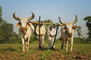 Farmers ploughing tobacco (Nicotiana) fields with traditional plough and cattle (Ankole-Watus), Gujarat, India, Asia