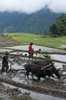 Nepal Prints: Farmers at work in rice paddies, Ghandruk, Pokhara, Annapurna area, Nepal, Asia