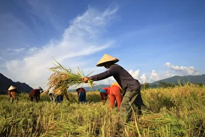 South East Asian Prints: Farmers working in rice fields in rural landscape, Laos, Indochina, Southeast Asia, Asia