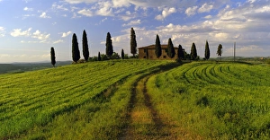 Pienza Prints: Farmhouse and cypress trees near Pienza