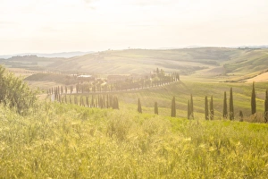 Cypress Tree Prints: Farmhouse and cypresses, Val d Orcia (Orcia Valley), UNESCO World Heritage Site, Tuscany