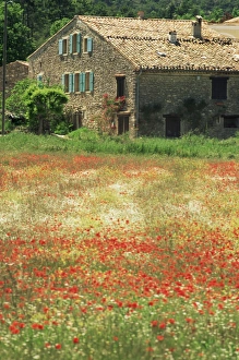 Poppies Prints: Farmhouse near Gordes, Vaucluse, Provence, France, Europe