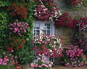 Hanging Basket Prints: Farmhouse window surrounded by flowers, Ille-et-Vilaine, Brittany, France, Europe
