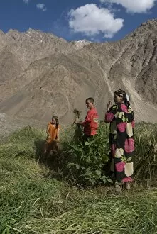 Farming family working in the field, Bartang Valley, Tajikistan, Central Asia, Asia