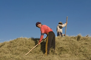 Images Dated 26th August 2009: Farming family working in the field, Sary Tash, Kyrgyzstan, Central Asia, Asia