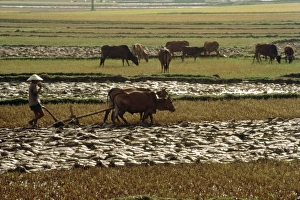 Ploughing Prints: Farming scenery on Highway One to Nha Trang