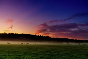 Large Group Of Animals Gallery: Farmland of Auburn at sunrise, Washington State, United States of America, North America