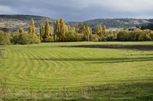 Pastoral Prints: Farmland, Bushy Park, Tasmania, Australia, Pacific