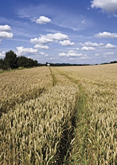 Ripe Prints: Farmland of cornfield ripening, England, United Kingdom, Europe
