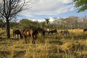 Farmland with hors es grazing, Hacienda Guachipelin, near Rincon de la Vieja National Park