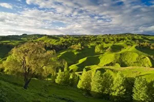 Images Dated 11th November 2008: Farmland near Taihape, North Island, New Zealand, Pacific
