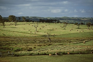 Adelaide Prints: Farmland near Willunga, Fleurieu Peninsula, south of Adelaide, South Australia