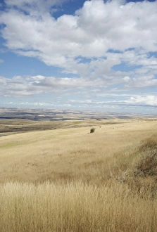 Pacific Northwest Prints: Farmland off Highway 84, near Pendleton, Oregon, United States of America, North America