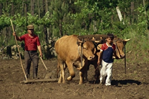 Minho Prints: Father and son leading cattle used for raking a field