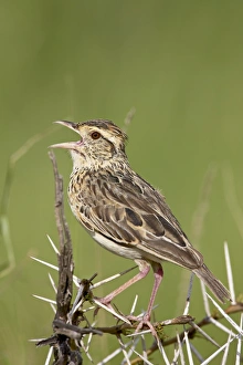 Serengeti Prints: Fawn-coloured lark (Mirafra africanoides) singing, Serengeti National Park