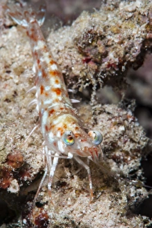 Animal Eye Prints: Faxons shrimp (Solenocera faxoni), Sulawesi, Indonesia, Southeast Asia, Asia