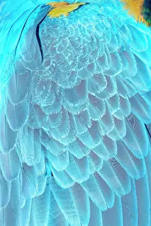Rica Prints: Feathers of a blue and gold macaw (Ara ararauna), Costa Rica, Central America
