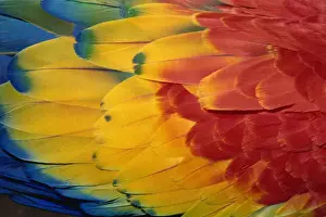 Parrots Prints: Feathers of scarlet macaw, Guatemala, Central America