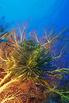 Featherstars perch on the edge of Gorgonian Sea Fans to feed in the current