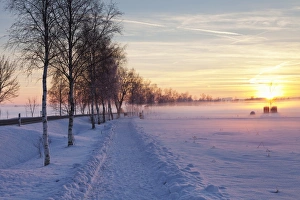 Upper Swabia Prints: Federsee Nature Reserve at sunset in winter