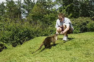 Domesticated Prints: Feeding a coati mundi in the grounds of Arenal Observatory Lodge, Arenal