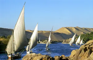 Watercraft Prints: Feluccas on the Nile, Aswan, Egypt, North Africa, Africa