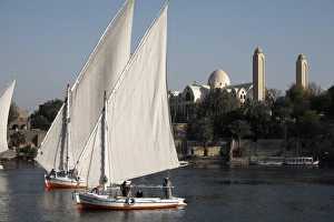 Feluccas sailing on the river Nile at Aswan, Egypt, North Africa, Africa