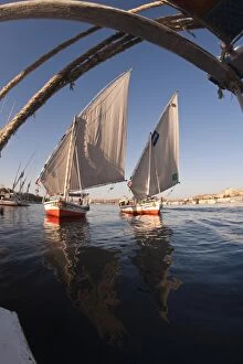 Feluccas sailing on the River Nile near Aswan, Egypt, North Africa, Africa