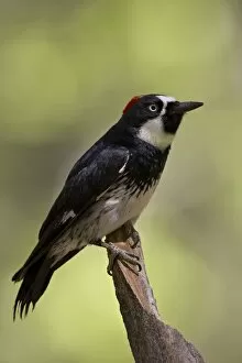Images Dated 18th June 2007: Female acorn woodpecker (Melanerpes formicivorus), Chiricahua National Monument