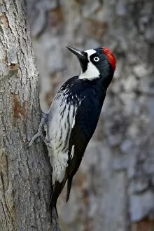 Images Dated 8th April 2010: Female acorn woodpecker (Melanerpes formicivorus), Chiricahuas, Coronado National Forest