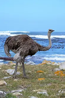 Cape Province Prints: Female African ostrich (Struthio camelus australis) on the Atlantic Ocean shore