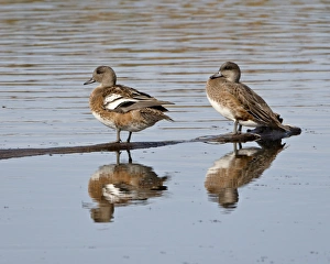 Images Dated 4th September 2009: Two female American Wigeon (American Widgeon) (Baldpate) (Anas americana)