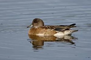 Images Dated 4th September 2009: Female American Wigeon (American Widgeon) (Baldpate) (Anas americana), Potter Marsh