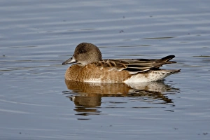 Images Dated 4th September 2009: Female American Wigeon (American Widgeon) (Baldpate) (Anas americana), Potter Marsh