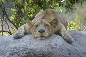 Angola Prints: Female Angolan Lion (Panthera leo melanochaita), Angola, Africa