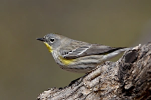 Images Dated 2nd April 2010: Female Audubons yellow-rumped warbler (Dendroica coronata auduboni)