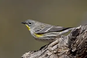 Hereford Prints: Female Audubons yellow-rumped warbler (Dendroica coronata auduboni)