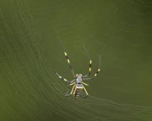 Spider Prints: Female Banded-Legged Golden Orb Spider (Nephila senegalensis)